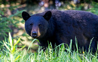 Black Bears