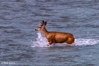 Whitetail Deer