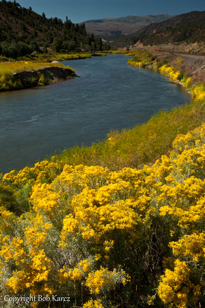 Colorado River Fall flowers