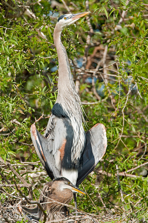 Great Blue Heron Mom & chick