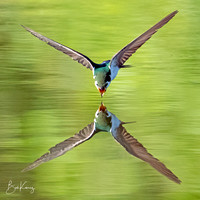 Swallows