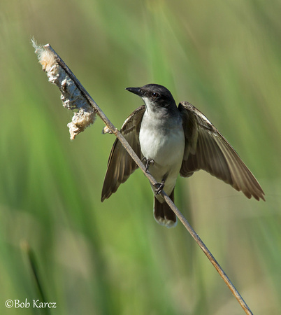 Eastern Kingbird