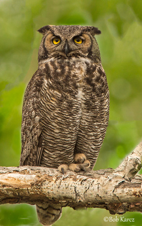 Mama Great Horned Owl