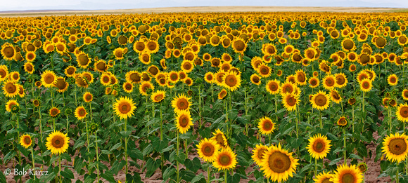 Sunflower Field Eastern plains