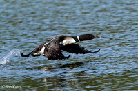 Common Loons