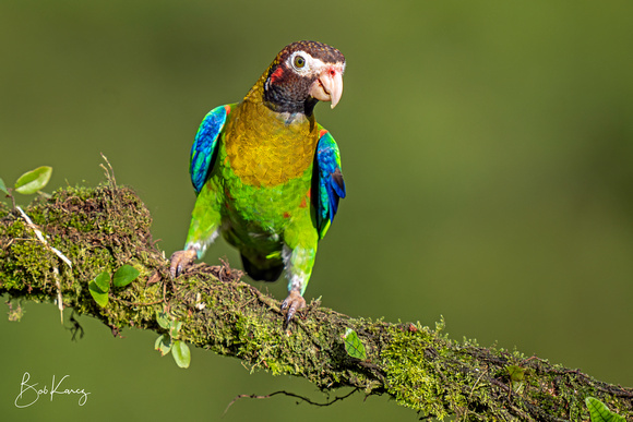 Brown-hooded Parrot