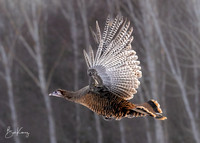 Wild Turkey in flight