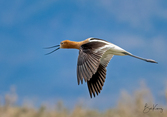 American Avocet in flight