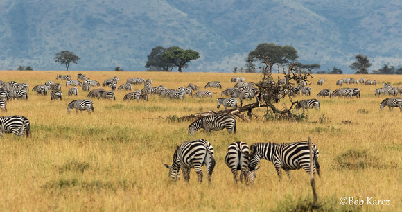 Migratory Zebras