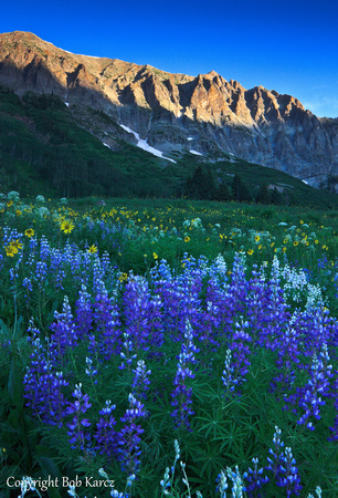 Gothic Rd. Lupine- Crested Butte, Co