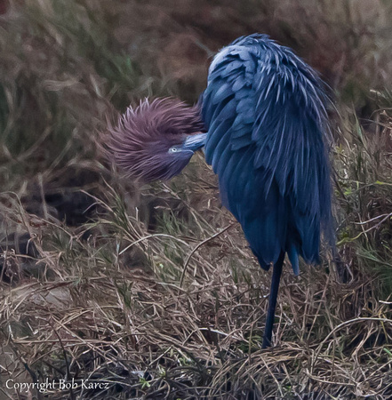 Little Blue Heron having a Bad Hair Day!