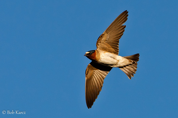 Cliff Swallow in flight