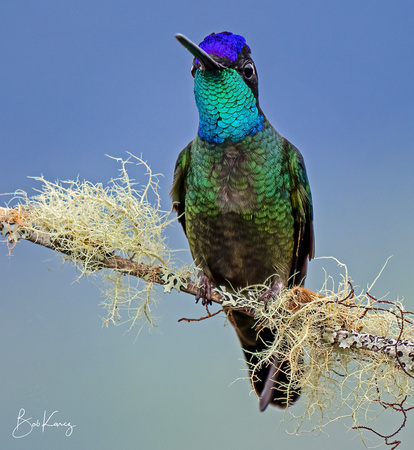 Talamanca Hummingbird