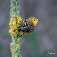 Yellow Warbler