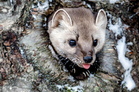 Pine Marten