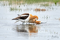American Avocets mating sequence