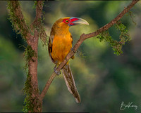 Saffron Toucanet