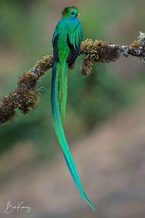Male Resplendent Quetzal backside