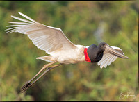 Jabiru Stork