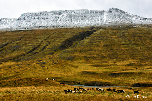 Roaming herd of icelandic horses