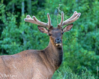 Elk