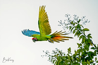 Great Green Parrot