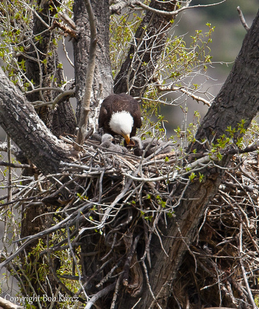 Nesting Pair of Bald Eagles feeding Eaglets