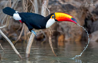 Toco Toucan getting a drink