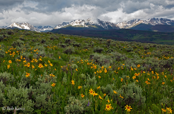 Spring wildflowers and snow in the Gore Range