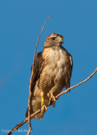 Hawk Hunting in Gore Range