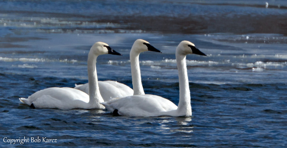 3 of a Kind! Trumpeters