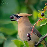 Cedar Waxwing