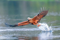 Black-collared Hawk with fresh catch