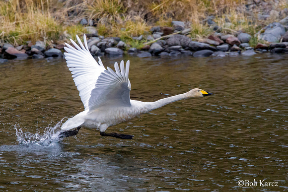 Whooper Swan liftoff