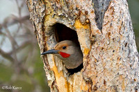 Hangn' Out in my Hole