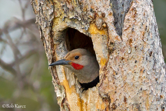 Hangn' Out in my Hole