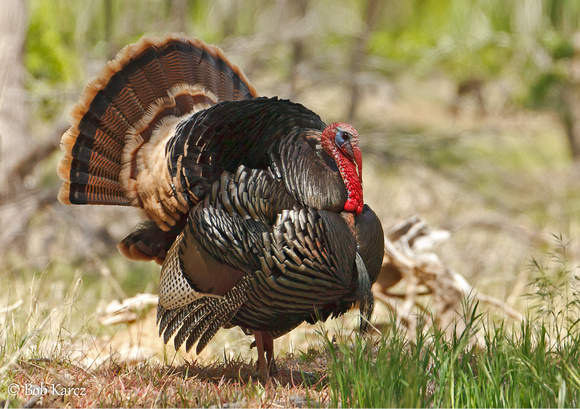 Bob Karcz Photography | Turkey | Tom Turkey strutting his stuff