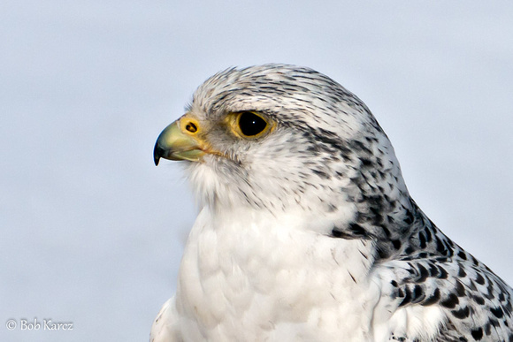 osprey falcon