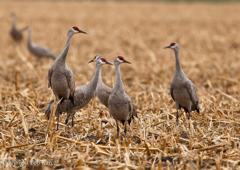 Bob Karcz Photography | Sandhill Cranes | Sandhill Crane migration ...